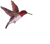 humming%20bird%205.gif